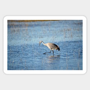 Sandhill Crane Wading thru Malheur NWR Sticker